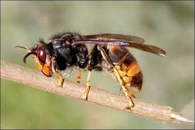 Pourquoi le frelon asiatique est un problème pour les abeilles ? MAT-API