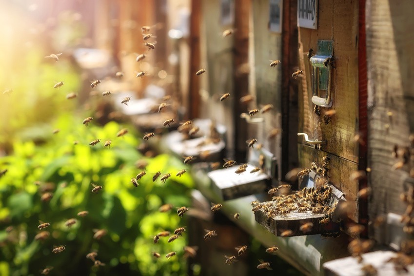 OUVERTURE DES COMMANDES DES ESSAIMS D'ABEILLES HIVERNES 2022 MAT-API